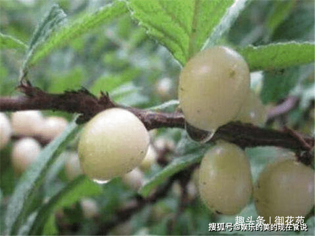 “华体会体育”
它是白玉樱桃 比红樱桃贵70元1斤 一般人还吃不起(图4)